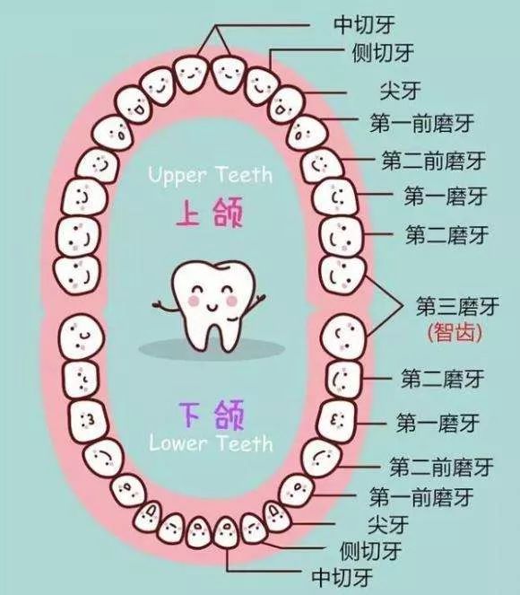 珠海牙科—為什麼父母需多注意孩子的乳牙萌出及脫落？